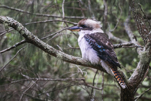 Moneda de plata Cucaburra/Kookaburra de Australia
