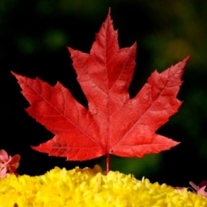 Moneda de oro Hoja de arce de Canadá - CMC Metales Preciosos