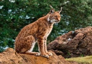 Moneda de oro Lince Ibérico CMC Metales Preciosos