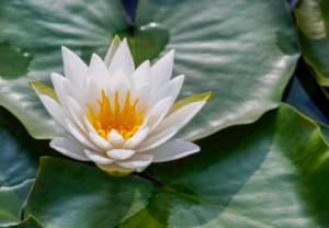 Moneda de oro Vera Valor Elisabeth II de Niue - CMC Metales Preciosos